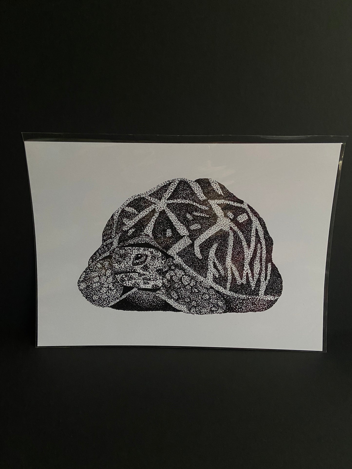 Tortoise Print