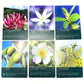 Bach Flower Divination Card Deck