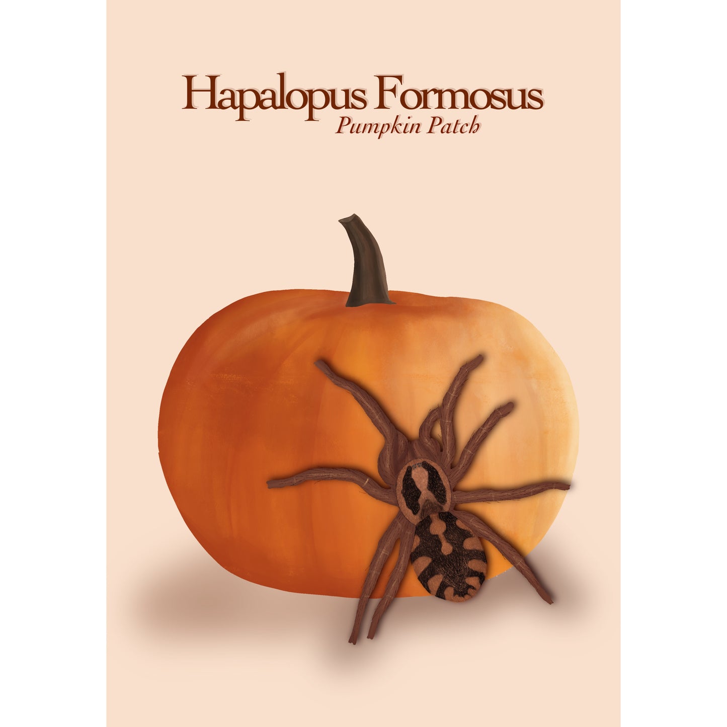 Hapalopus Formosus - Pumpkin Patch Tarantula Art Print