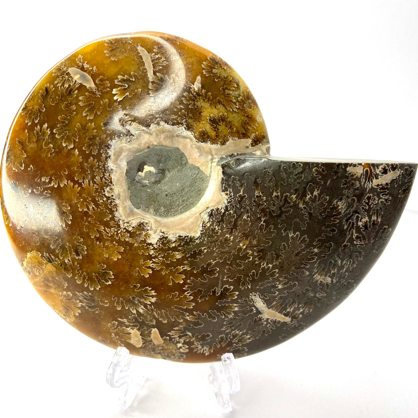 Whole Ammonite