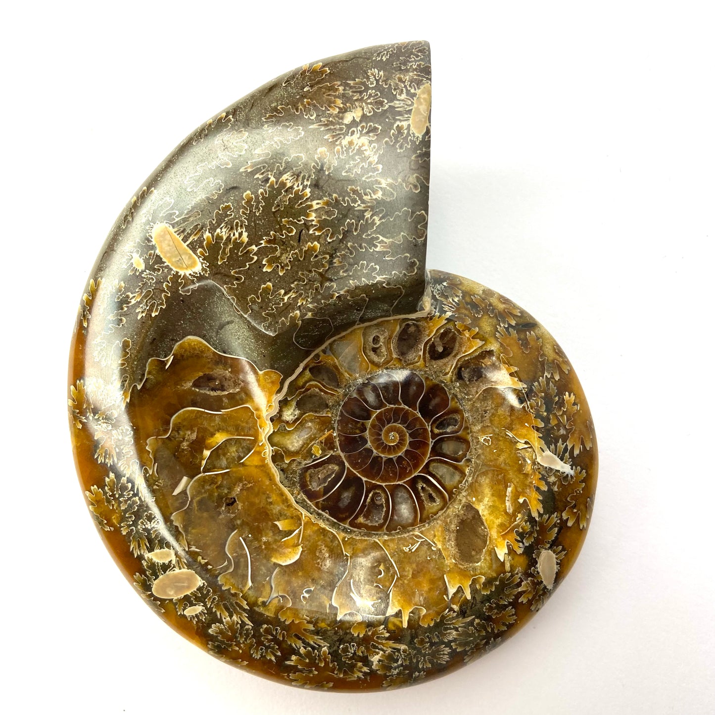 Whole Ammonite