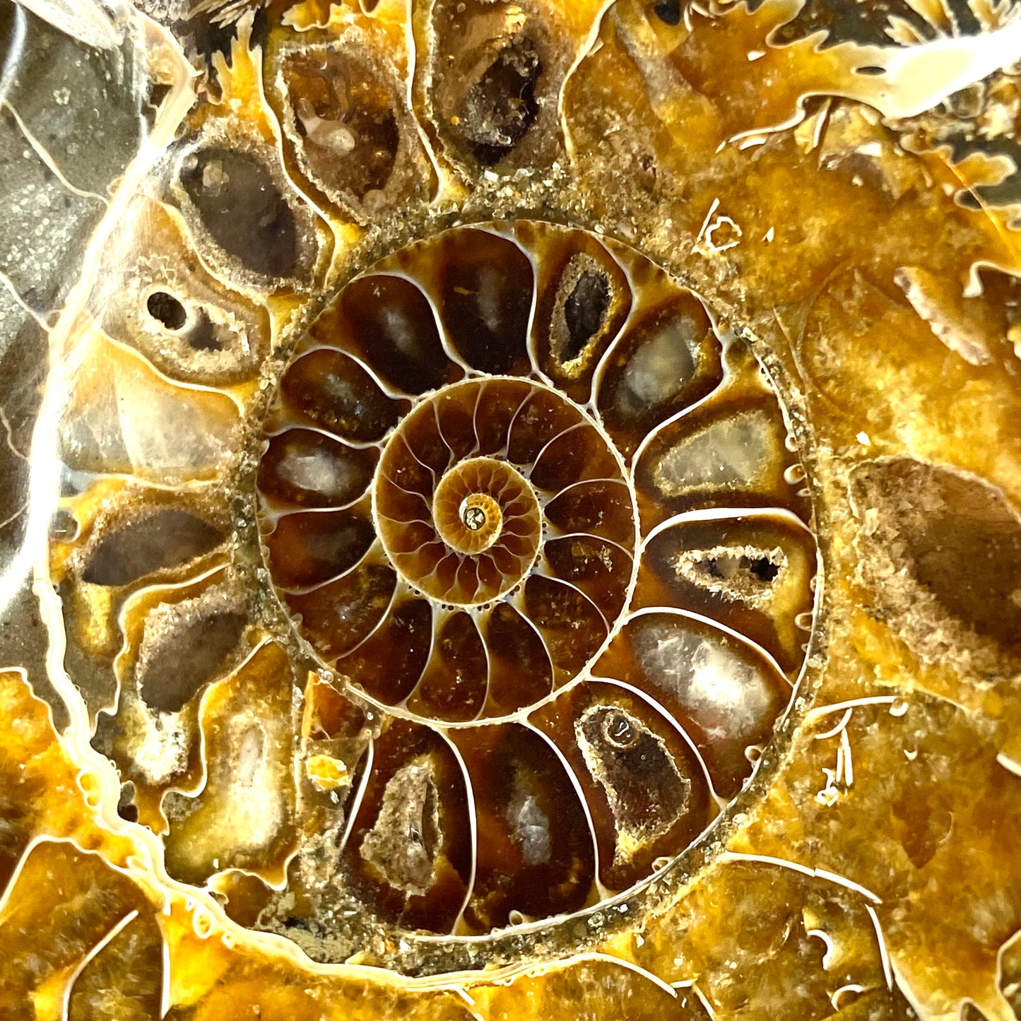 Whole Ammonite