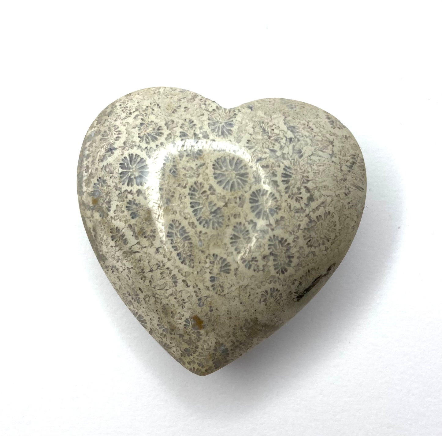 Fossil Coral Heart
