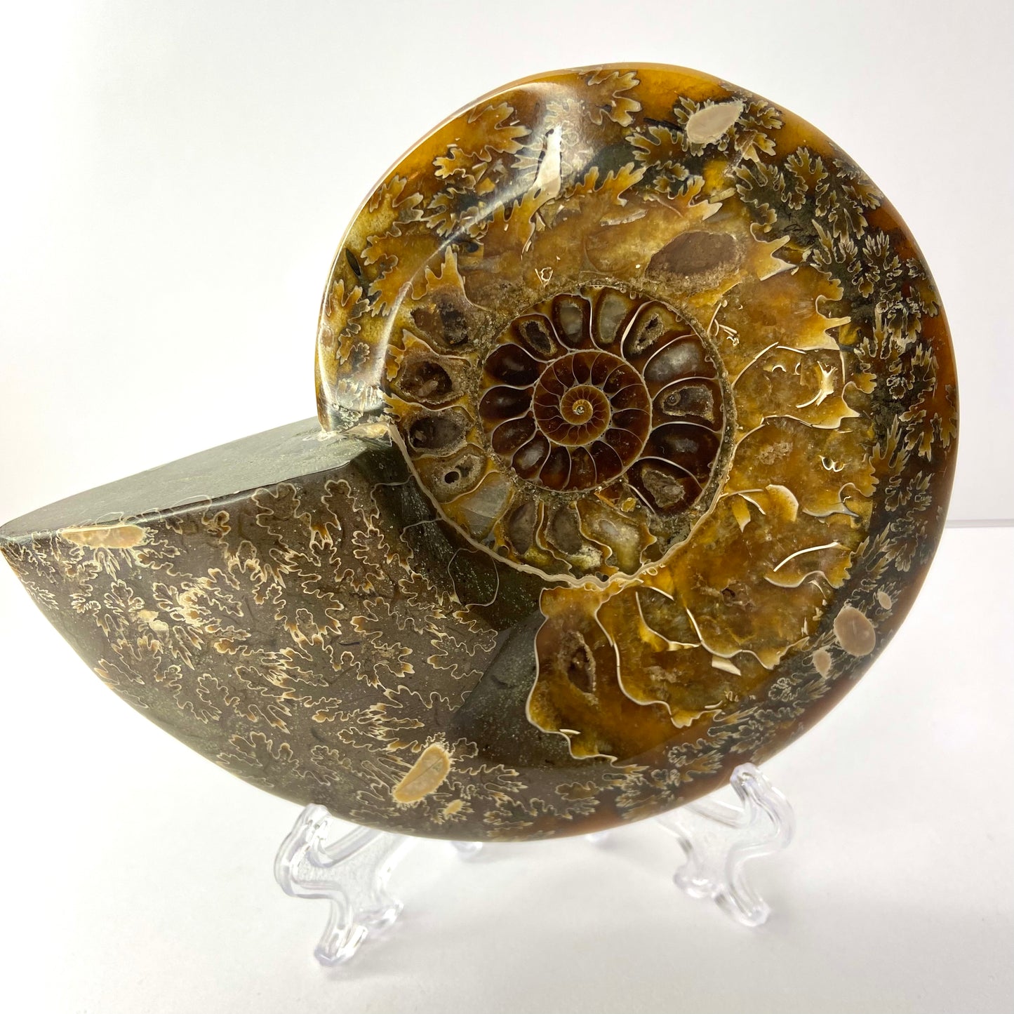 Whole Ammonite