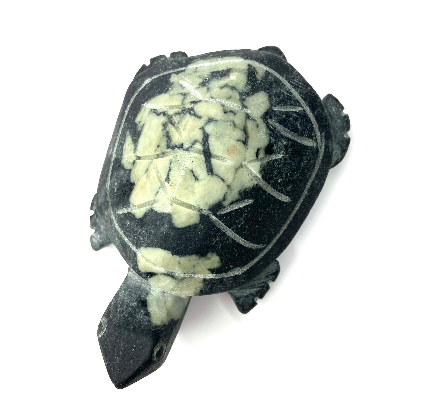 Chrysanthemum Turtle