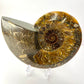 Whole Ammonite