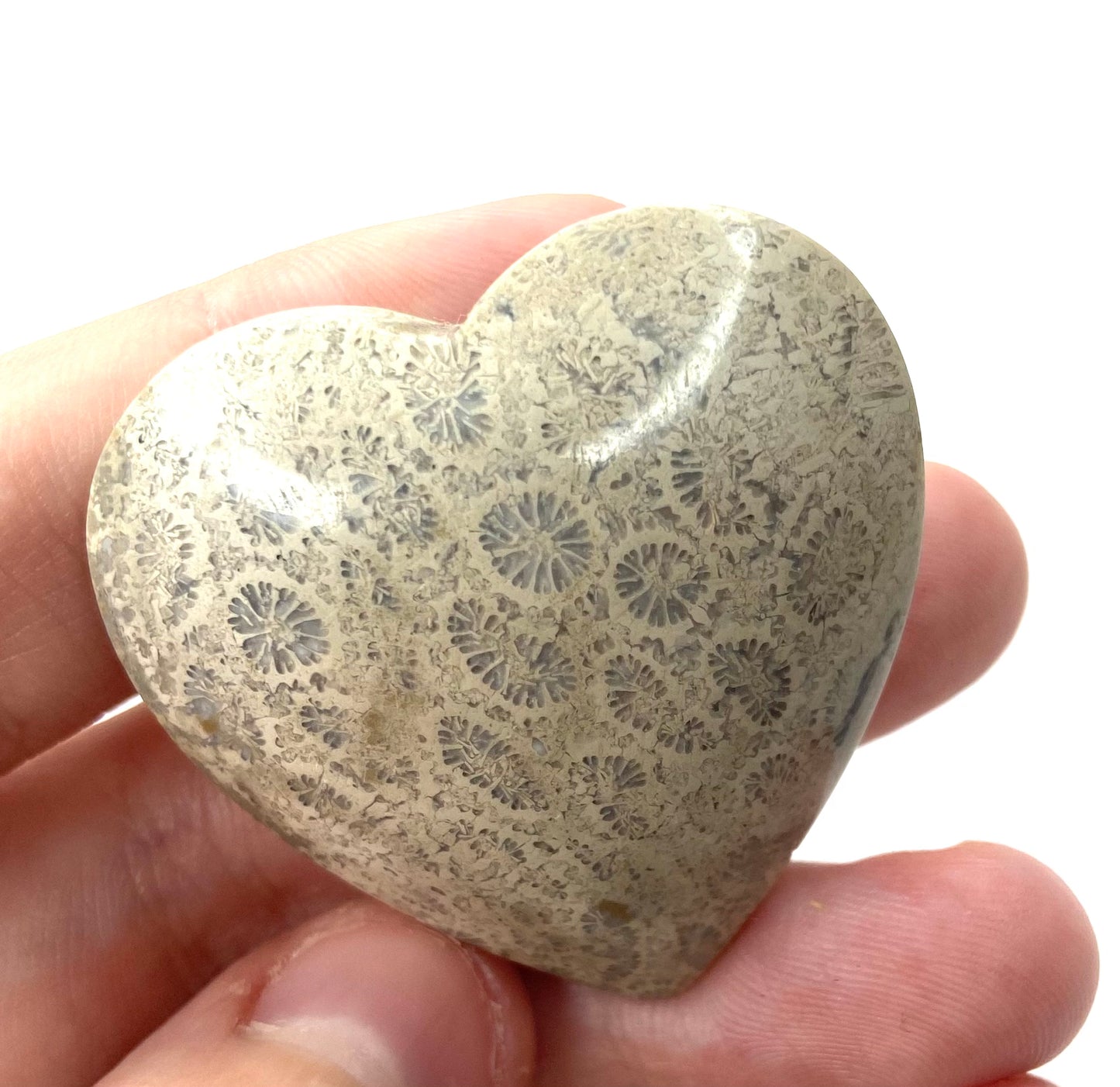 Fossil Coral Heart
